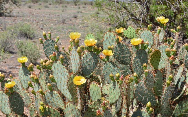 Cactus Apple spines are evenly distributed on pad or absent, white to yellow, aging gray to blackish, spines are straight to curbed; the glochids widely spaced, yellow to red-brown also aging gray or blackish. Opuntia engelmannii 